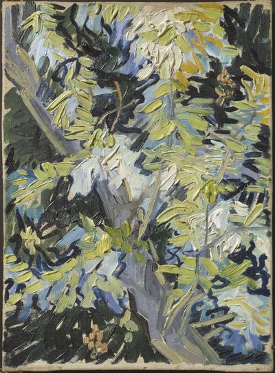 Acacia en flor de Vincent van Gogh
