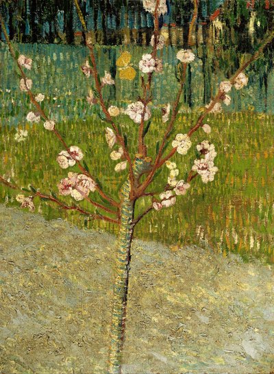 Almendro en flor de Vincent van Gogh