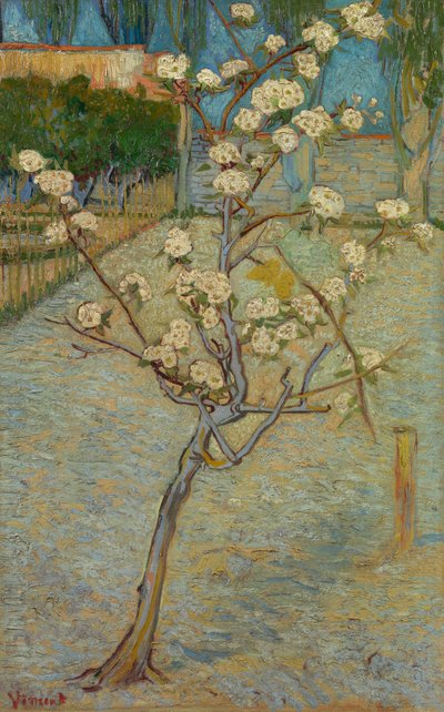 Pequeño peral en flor de Vincent van Gogh
