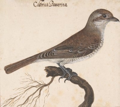 Castrica Passerina de Vincenzo Leonardi