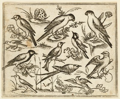 Once pájaros sentados en parches de follaje floreciente y pequeñas ramas, 1557 de Virgil Solis