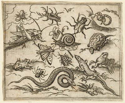Grupo de insectos y reptiles en suelo llano con rocas, incluyendo una iguana, un lagarto, 1557 de Virgil Solis