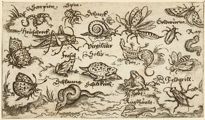Insectos, reptiles, caracoles y peces en un terreno mínimo con agua en primer plano de Virgil Solis