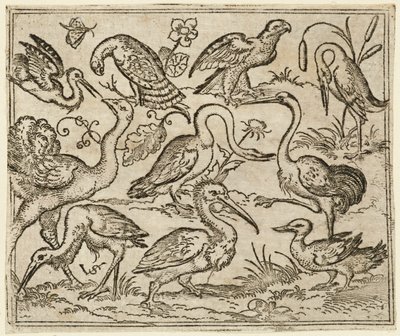 Avestruz en el lado izquierdo con otras nueve aves, incluyendo una garza y un pelícano..., 1557 de Virgil Solis
