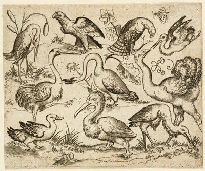 Avestruz en el lado izquierdo con nueve aves más, incluyendo una garza y un pelícano..., después de 1557 de Virgil Solis