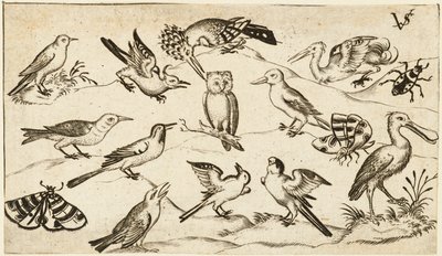 Doce tipos de aves, incluyendo un búho y un pelícano, etiquetados individualmente de Virgil Solis