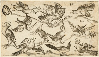 Once pájaros y dos insectos sobre un suelo mínimo con un búho con las alas extendidas sentado en una rama en el centro con otros pájaros rodeando y burlándose del búho, del Álbum I de Impresiones de Ornamentos Douce, después de 1572 (grabado sobre papel ve de Virgilius the elder (after) Solis