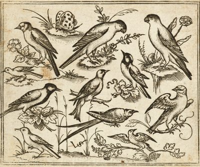 Once pájaros sentados en parches de follaje florecido y pequeñas ramas sobre un suelo mínimo con una mariposa, del Álbum I de Impresiones Ornamentales Douce de Virgilius the elder (after) Solis