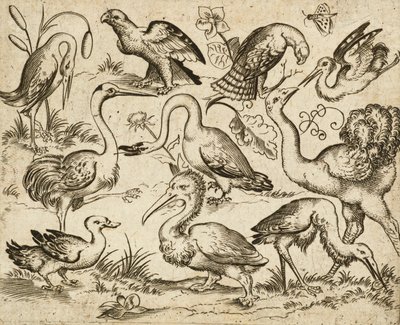 Avestruz a la izquierda con otras nueve aves, entre ellas una garza y un pelícano, representadas sobre un fondo mínimo con manchas de follaje alrededor de algunas de las aves, de Douce Ornament Prints Album I, después de 1557 (grabado y aguafuerte sobre pa de Virgilius the elder (after) Solis
