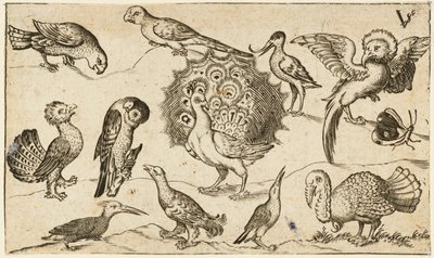 Pavo real en el centro rodeado de otros nueve pájaros, entre ellos un pavo, y una mariposa sobre un suelo mínimo con una pequeña parcela de hierba, del Álbum I de Impresiones Ornamentales Douce de Virgilius the elder (after) Solis