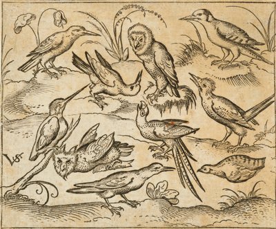 Diez pájaros sentados en ramas y parches de hierba, incluyendo dos búhos y un pájaro con largas plumas en la cola piando con la cabeza hacia atrás en el centro, de Douce Ornament Prints Album I de Virgilius the elder (after) Solis