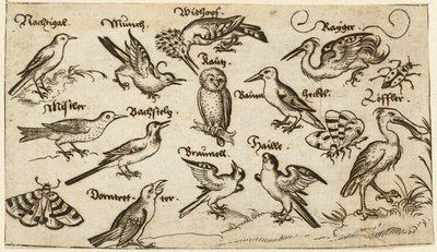 Doce tipos de pájaros, entre ellos un búho y un pelícano, etiquetados individualmente y colocados en un suelo mínimo rodeado de una polilla, una mariposa y una mariquita, del Álbum I de Impresiones Ornamentales Douce de Virgilius the elder (after) Solis