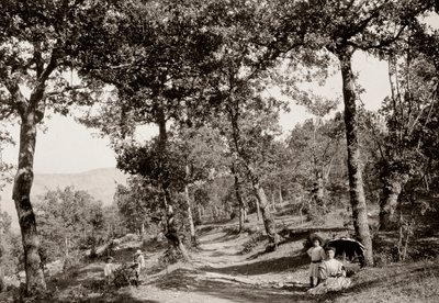 Paseo por el bosque de Vittorio Alinari