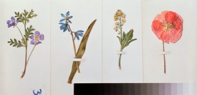 Quatre feuilles de papier a lettre (fleurs des champs) - Cuatro hojas de papel de escribir - Obra de Vladimir Pavlovich Sokolov (1860-1913), acuarela sobre papel - Arte ruso, naturaleza muerta de Vladimir Pavlovich Sokolov