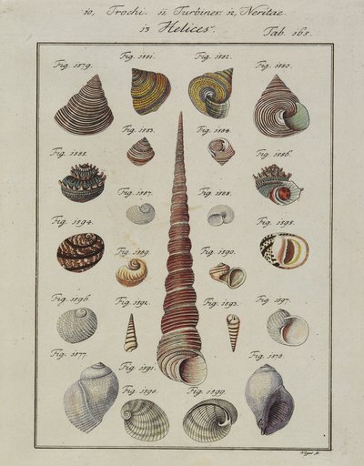 Conchas marinas: Trochi, Turbines, Neritae Helices, de Neues Systematisches Conchylien-Cabinet, 1784 de Vogel