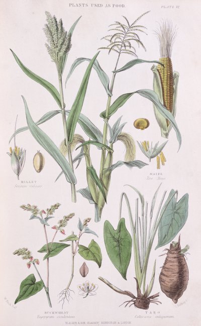 Mijo, Maíz, Alforfón y Taro, ilustración de Una Historia del Reino Vegetal por William Rhind 1797-1874, 1872 de W.H. Fitch