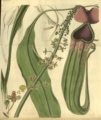 Nepenthes khasiana de la revista botánica de Curtis de W.J.Hooker