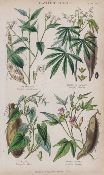 Arrurruz; Mandioca o Yuca; Ñame; Batata de W. Fitch