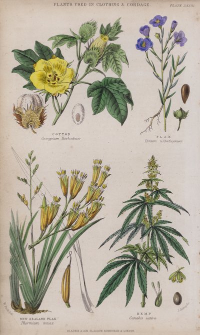 Algodón; Lino; Lino de Nueva Zelanda; Cáñamo de W. Fitch