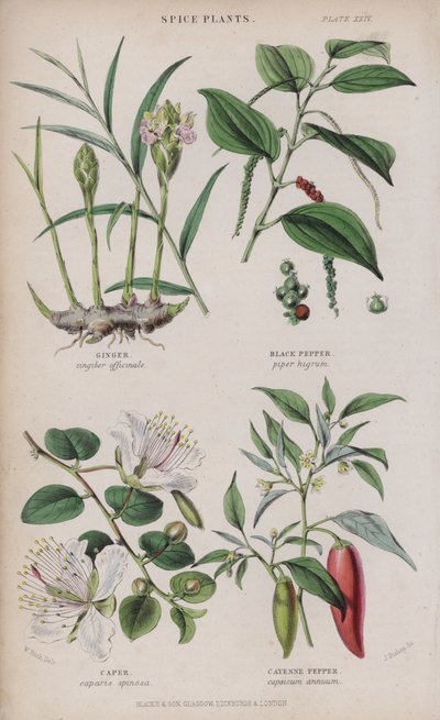 Jengibre; pimienta negra; alcaparra; pimienta de cayena de W. Fitch