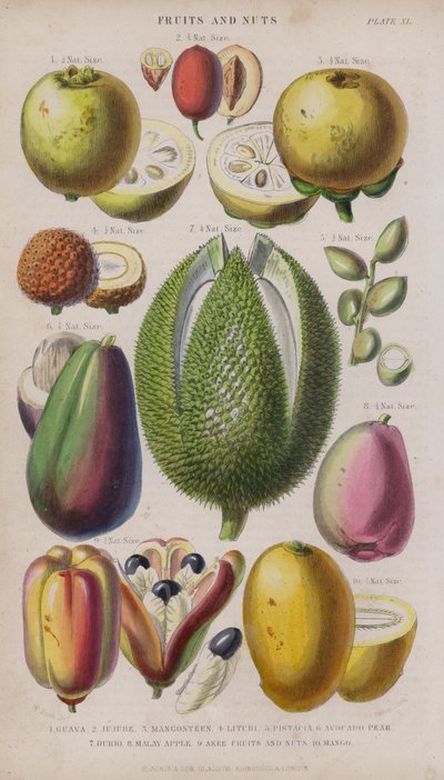 Guayaba; Azufaifo; Mangostán; Lichi; Pistacia; Aguacate; Durio; Manzana Malaya; Akee Frutas y Nueces; Mango de W. Fitch