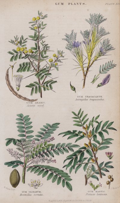 Goma arábiga; Goma tragacanto; Goma olíbano; Goma mástique de W. Fitch