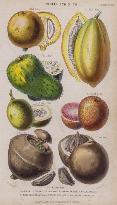 Mammee; Papaya; Guanábana; Melocotón Negro; Granadilla; Zabucajo (la tapa levantada) Fruta y Nuez; Nuez de Brasil y Fruta de W. Fitch