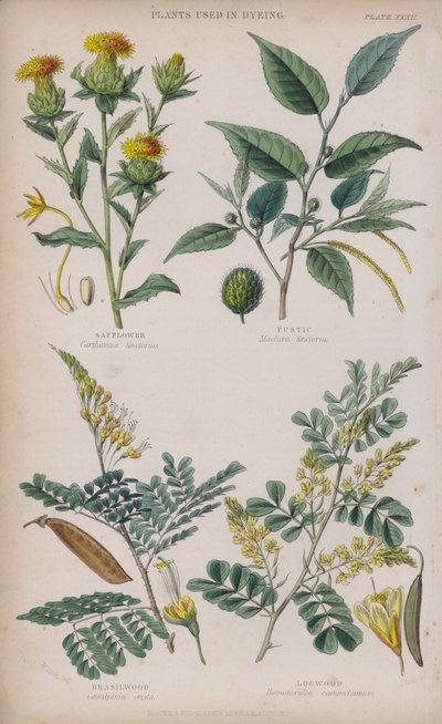 Cártamo; Fustete; Palo Brasil; Palo Campeche de W. Fitch