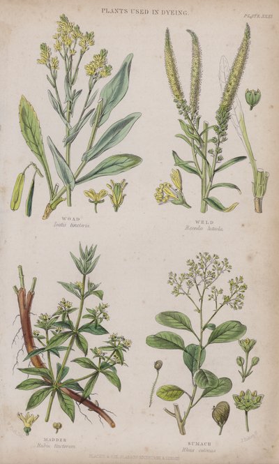 Pastel de Tintura; Reseda; Rubia; Zumaque de W. Fitch