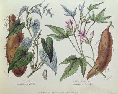 Ñame y Batata de W. Fitch