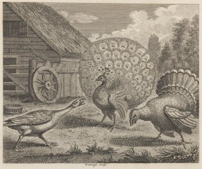 El pavo real, el pavo y la oca de W. Grainger