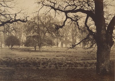 Parque Windsor, alimentación de ciervos, 1850s de W. H. Nicholl