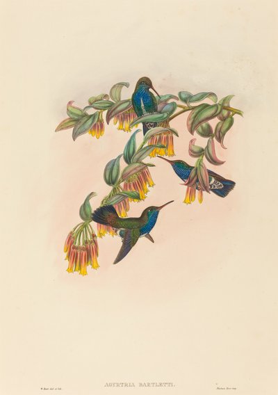 Agyrtria bartletti (Esmeralda de Bartlett) de W. Hart