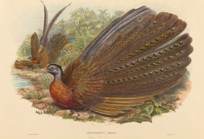 Faisán Argus (Argusianus Argus) de W. Hart