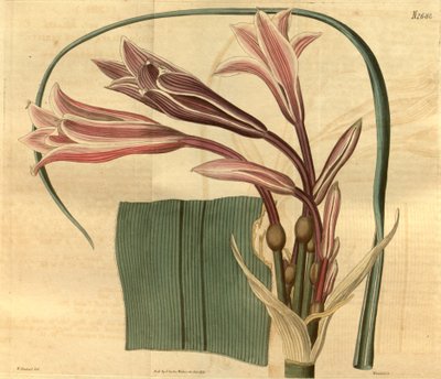 Crinum bulbispermum de W. Herbert