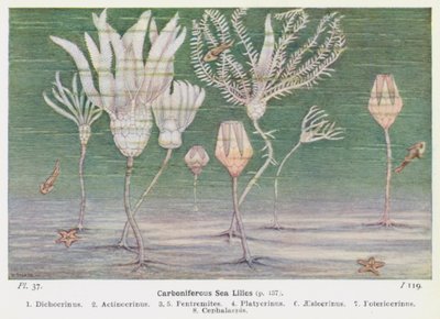 Lirios de mar carboníferos (litografía en color) de W. J. Stokoe