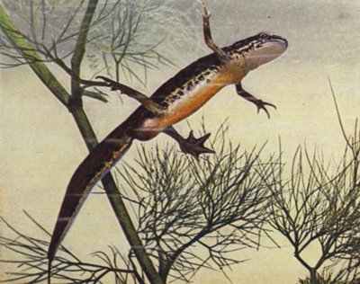 Tritón palmeado, macho, Molge palmata (foto coloreada) de W. J. Stokoe