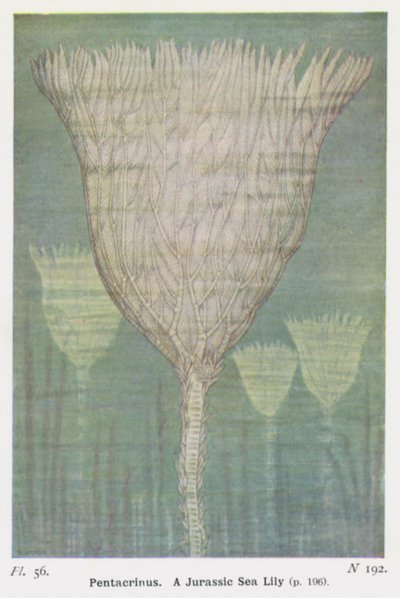 Pentacrinus, un lirio de mar del Jurásico (litografía en color) de W. J. Stokoe