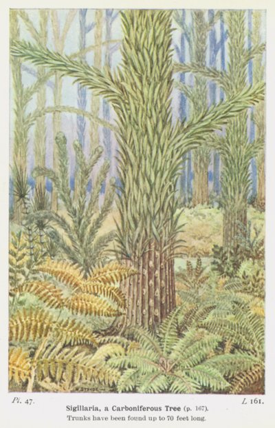 Sigillaria, un árbol del Carbonífero (litografía en color) de W. J. Stokoe