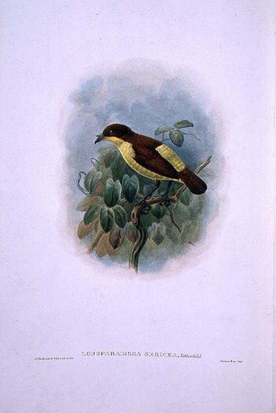 Loboparadisea serica, Ave del Paraíso de Pico de Agua (litografía en color) de W. and Keulemans J.G. Hart