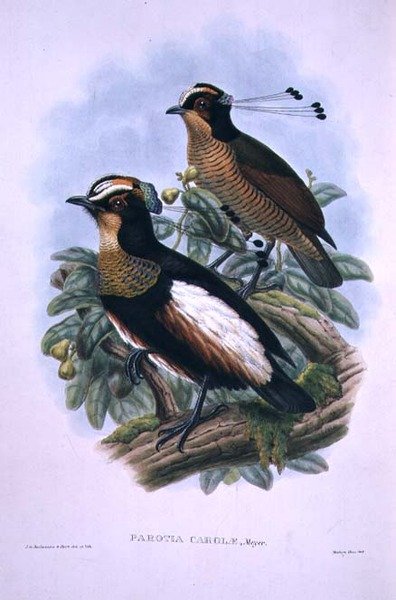 Ave del Paraíso de Seis Hilos de la Reina Carola de W. and Keulemans J.G. Hart
