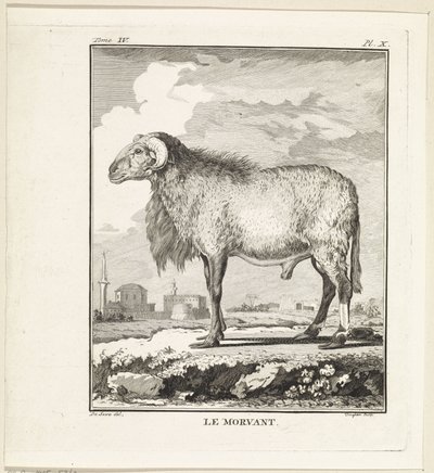 Ram
Le Morvant (título en el objeto) de W. Tringham