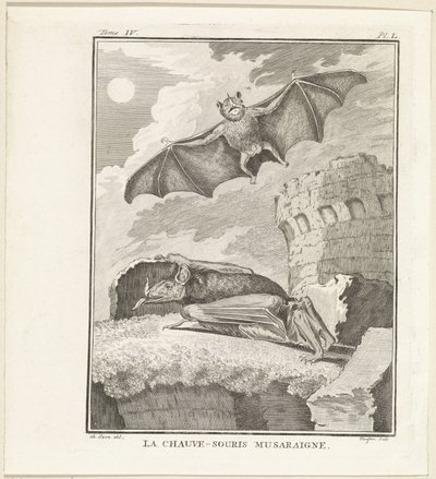 Vleermuizen
El murciélago musaraña (título en el objeto) de W. Tringham