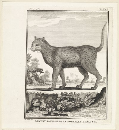 Wilde kat
El gato montés de la nueva España (título en el objeto) de W. Tringham