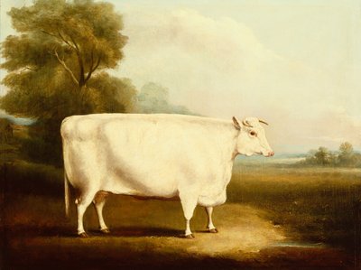 Un buey de cuerno corto en un campo (aceite) de W Willoughby