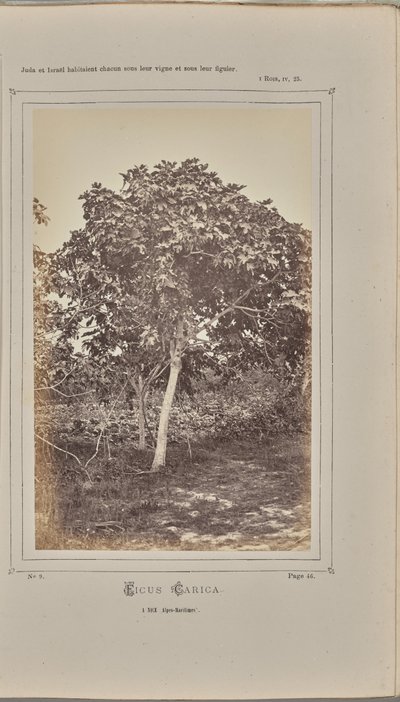 Ficus carica, en Niza (Alpes Marítimos) de W. de Bray