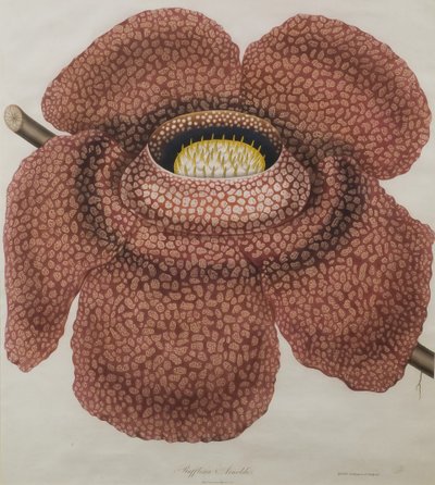 Flor de Rafflesia arnoldii de Waldell