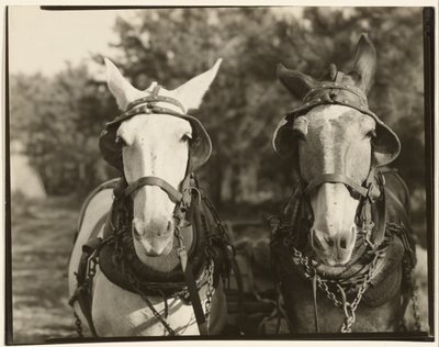 [Dos Mulas, Condado de Hale, Alabama] de Walker Evans