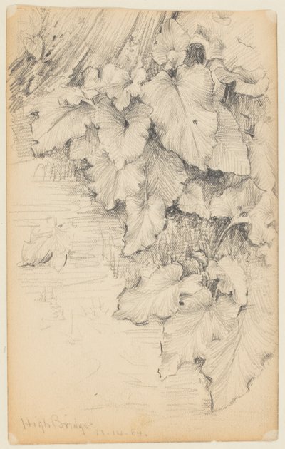 Estudio de plantas al borde del agua, High Bridge de Walter Clark