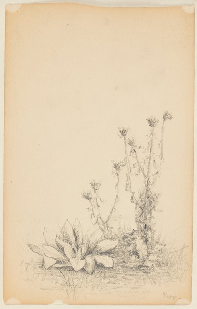 Estudio de Plantas Silvestres de Walter Clark